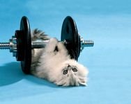pic for Cat Working Out 